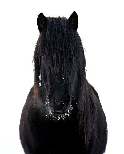 IJslands paard in de sneeuw