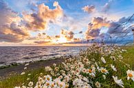 Windy sunset with flowers by Peter Abbes thumbnail