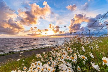 Winderige zonsondergang met bloemen