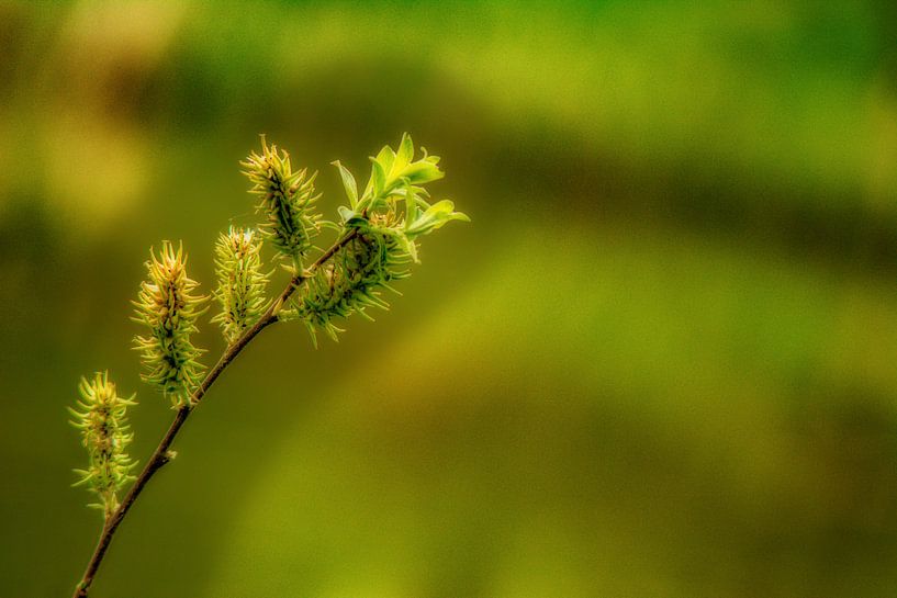 Natuur en landschap in het Erzgebergte van Johnny Flash