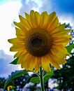 blühende Sonnenblume von ticus media Miniaturansicht