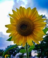 zonnebloem in bloei