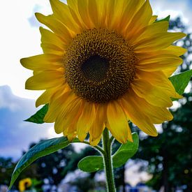 sunflower in bloom by ticus media
