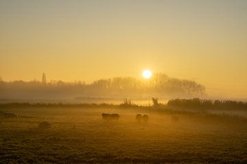 Schafe im Nebel von Willian Goedhart