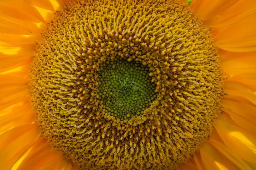 Sunny flower by Karin Tebes