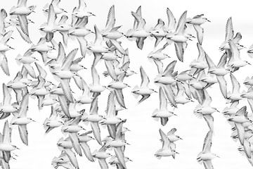 Sandpiper flock