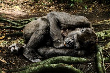 Moederaap Chimpansee met poesje (kitten) van Sarah Richter