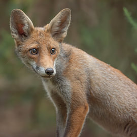 Un renard, jeune et curieux...