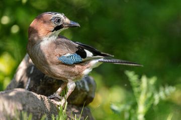 Eichelhäher (Garrulus glandarius)