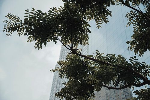 Vogel in New York van Erwin van Kester