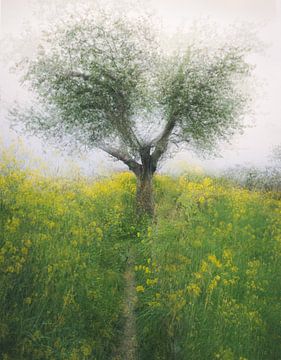 Der einsame Baum von Di Maio Fotografie
