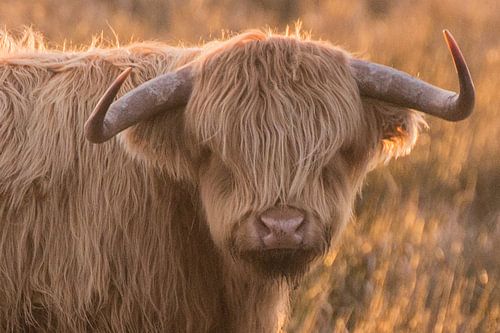 Young Scottish Highlander