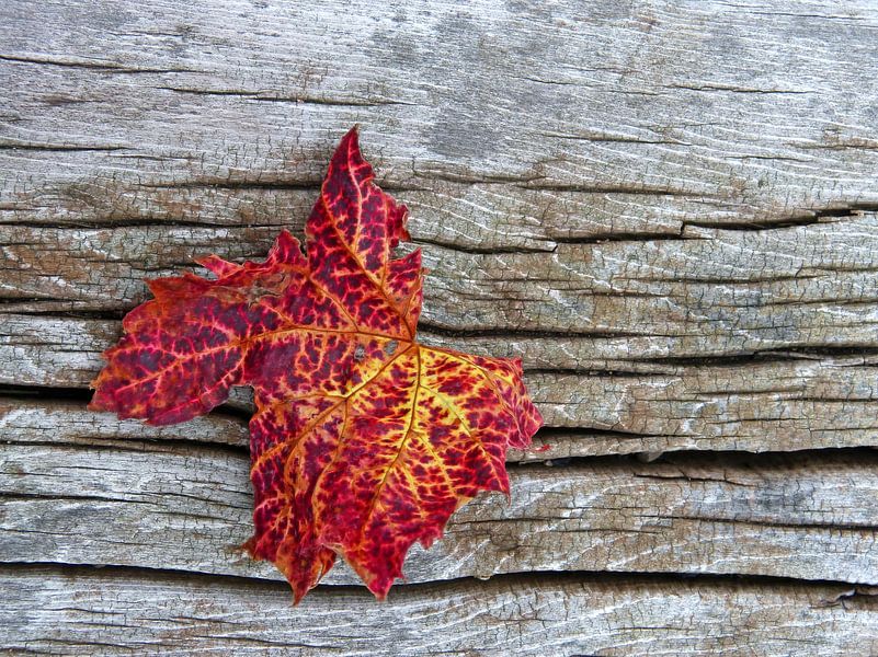 Wine... (Red Grape Leaf) by Caroline Lichthart