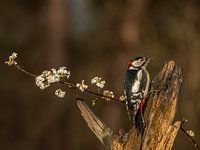 Spotted woodpecker on blossom branch