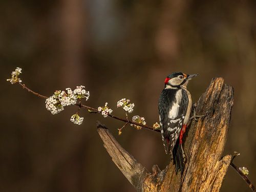 Spotted woodpecker on blossom branch by Ilona Hogers