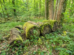 Frühling im grünen Laubwald VIII von Jörg B. Schubert