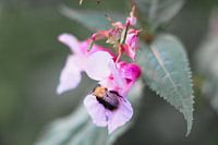 Bij in de Bloemen