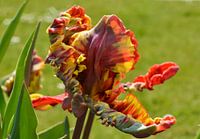 Tulp