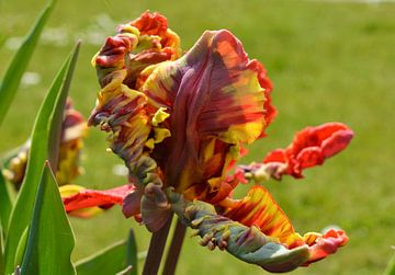 Tulp van Yolande Mulder