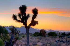 LP 71318924 Joshua Tree National Park Kalifornien von BeeldigBeeld Food & Lifestyle