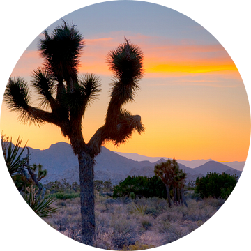 LP 71318924 Joshua Tree Nationaal park Californië van BeeldigBeeld Food & Lifestyle