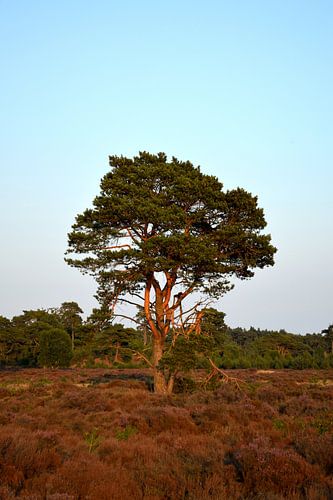 Pin sylvestre sur une bruyère