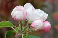 wit roze bloesems en knoppen in een tak van een appelboom