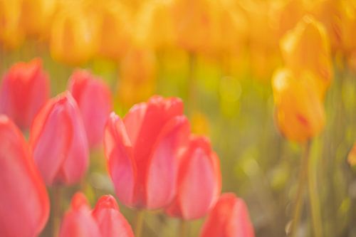 Bunte Tulpen in der Landschaft