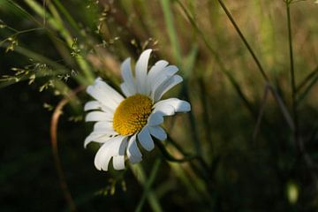 Witte bloem van Yolanda Hettema