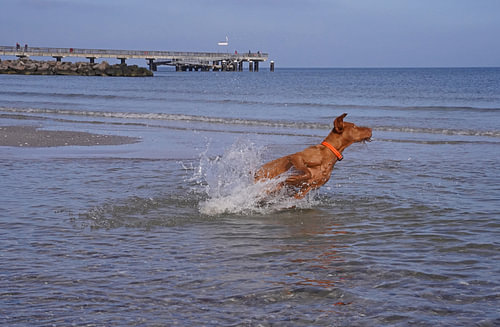 Waterspelletjes aan de Baltische Zee met een Magyar Vizsla.