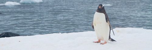 mag ik u voorstellen? de Antarctische zee