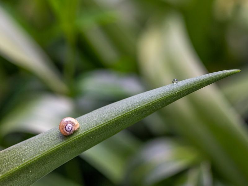 Ein Blatt im Garten  von Teresa Bauer