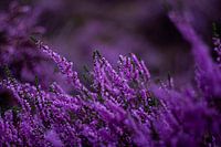 Royal Purple