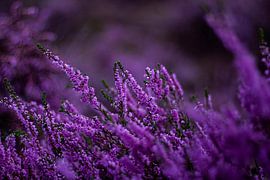 Royal Purple by Lars Broekzitter