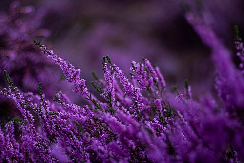Königliches Violett