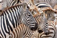 Zebra strepen