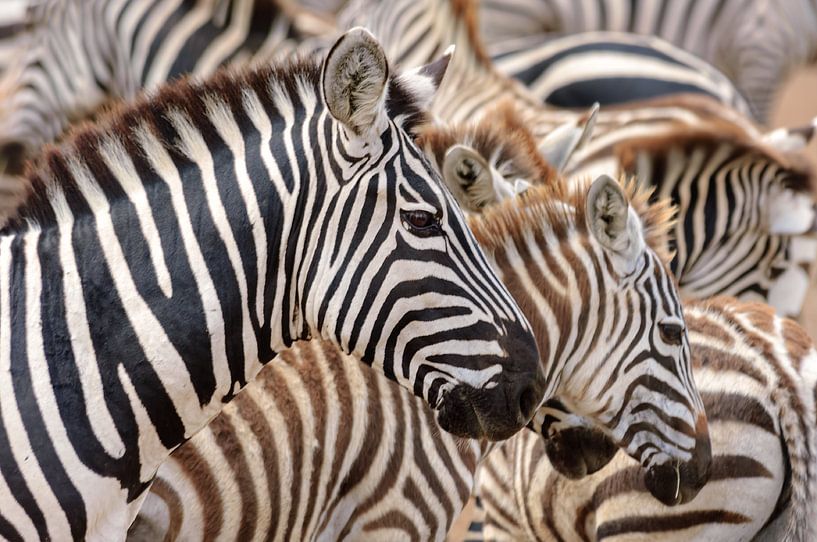 Zebrastreifen von Jos van Bommel