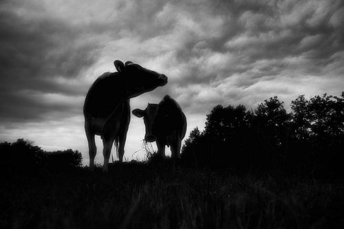 compositie met koeien