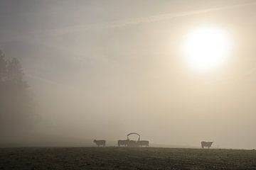 Schottische Hochlandrinder auf einer Wiese bei Stockach im dichten Nebel - Landkreis Konstanz von BlattArt - Christine Horn