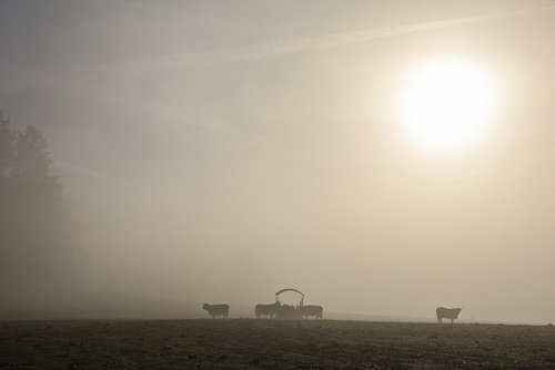 Schotse hooglandrunderen in een weide bij Stockach in dichte mist - Landkreis Konstanz