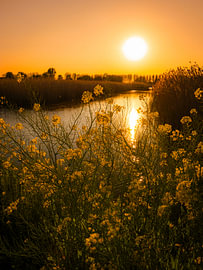 Rapeseed in the evening light by Willemijn Wolthaus