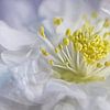 Simple blossom #20 von Lizzy Pe
