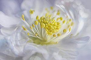 Simple blossom #20
