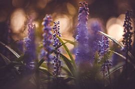 flowers part 217 by Tania Perneel