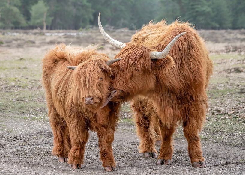 Schotse hooglander met jong. van Albert Beukhof