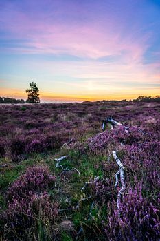 Purple heather and purple skies