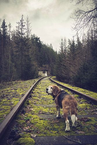 Dog on railway track