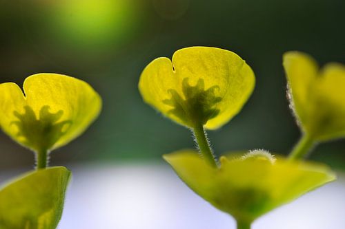 Inflorescences