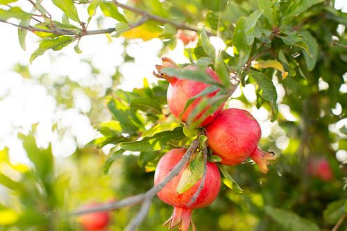 Granaatappels aan de boom