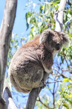 Koala (Phascolarctos cinereus) van Dirk Rüter